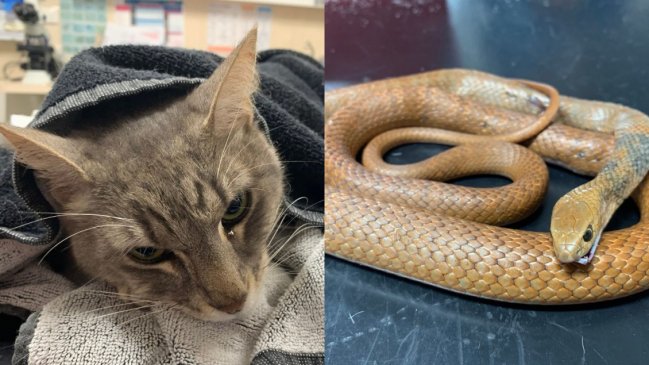Gatito héroe murió tras salvar a dos niños de serpiente venenosa