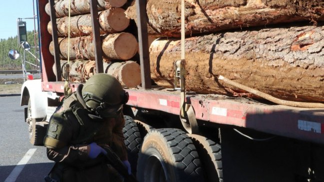 Detienen a conductor que circulaba con madera presuntamente robada en Curanilahue