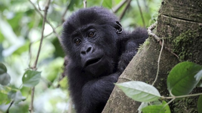 Expertos advierten que humanos que visitan a gorilas de montaña deben usar mascarilla