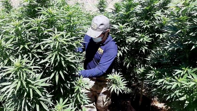 PDI decomisó más de tres millones de dosis de marihuana en Los Vilos