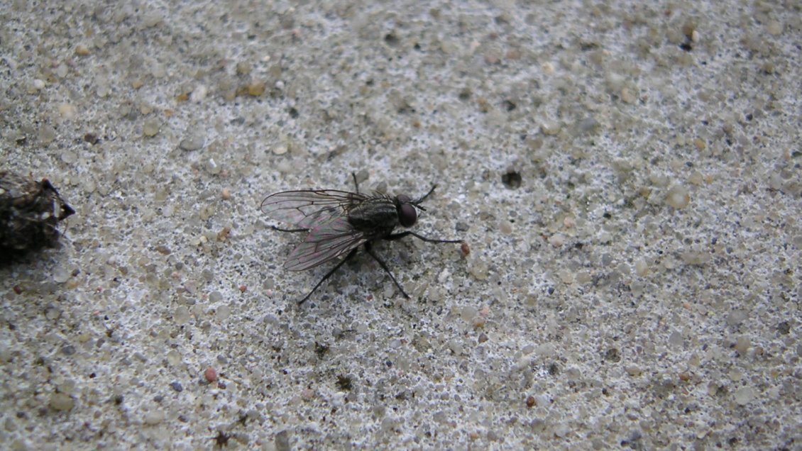 Autoridades inician plan de acción ante denuncias por aumentos de moscas en comunas de O'Higgins