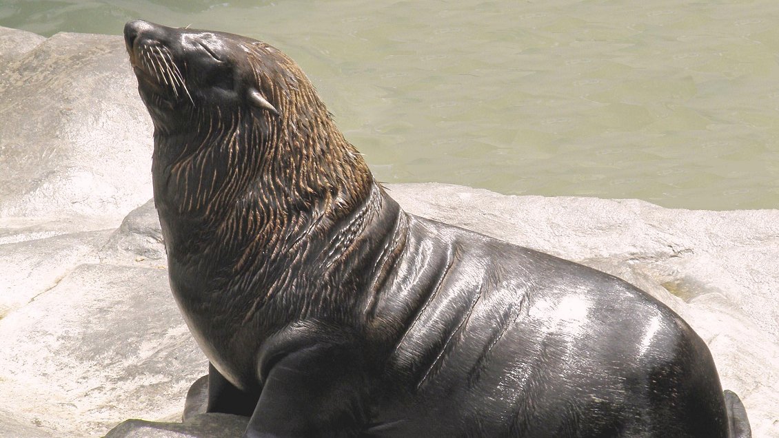 Lobito marino apareció muerto a golpes: Sernapesca anuncia querella