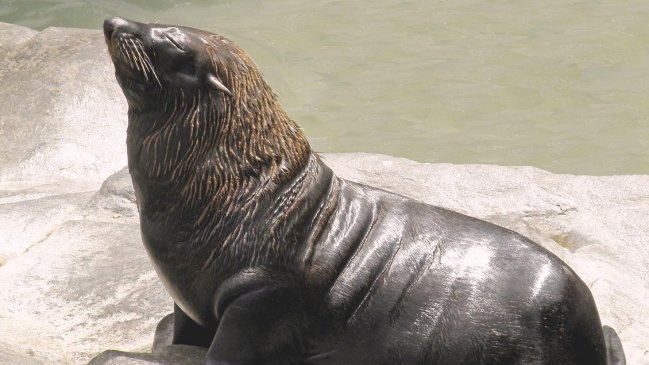 Lobito marino apareció muerto a golpes: Sernapesca anuncia querella