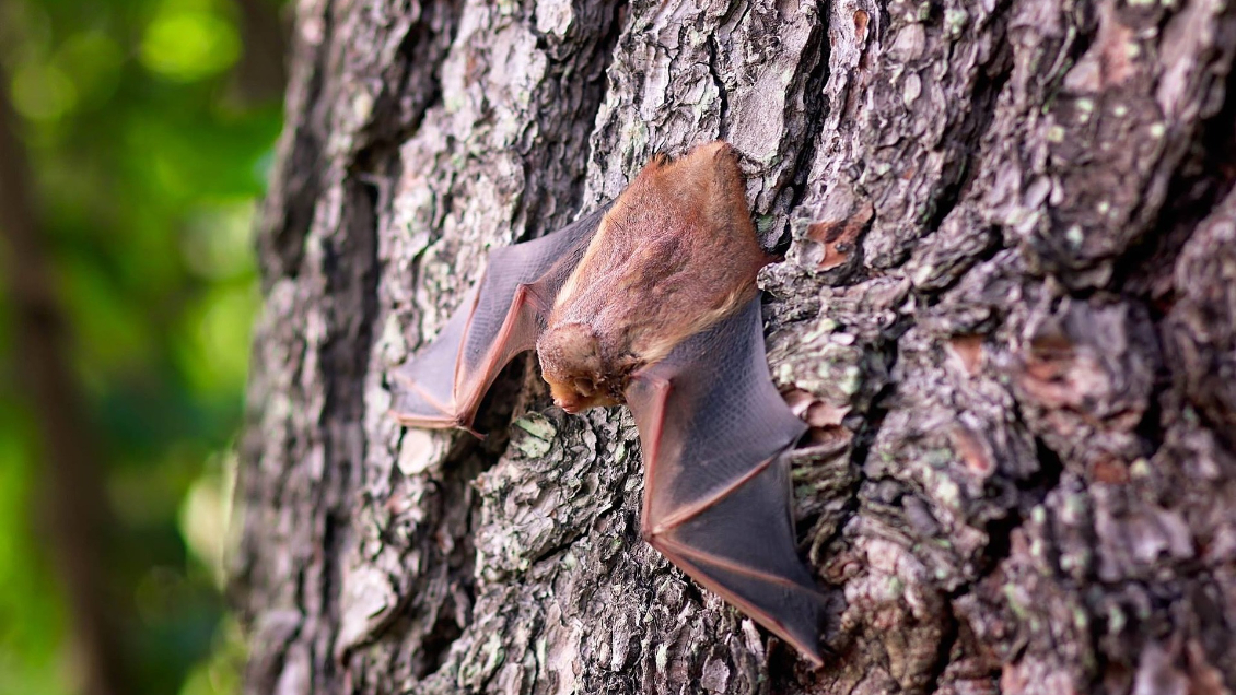 Murciélago con rabia motivó vacunación masiva de mascotas en localidad de Puerto Montt