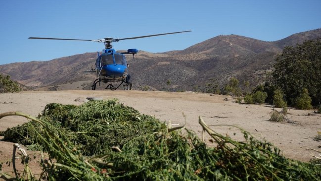 De Punitaqui a La Florida: Cinco millones de dosis de marihuana incautadas