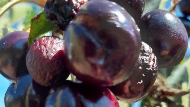 Más de 700 agricultores de Ñuble recibirán recursos de emergencia por lluvias de enero