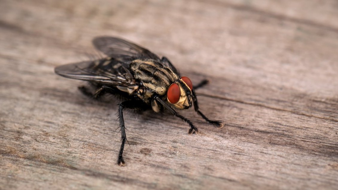 Tres años sin solución: Malos olores y plaga de moscas afectan a vecinos de El Huape en Chillán