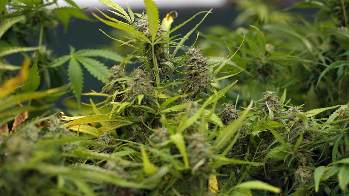 Descubren plantación de marihuana avaluada en 22 mil millones de pesos en Hijuelas