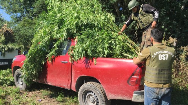Descubren cultivo de marihuana en cercanías a ribera de río en Pichidegua
