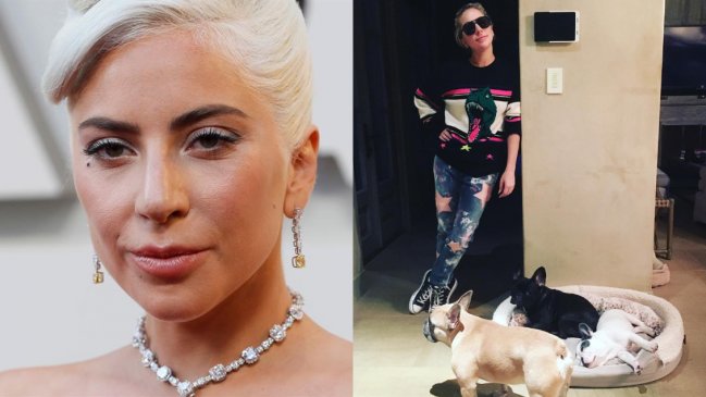 Roban a los perros de Lady Gaga: Su paseador fue acribillado en Hollywood