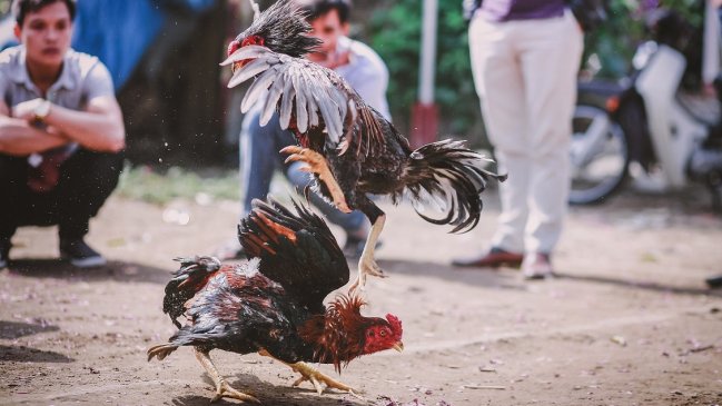 Un gallo mató de un cuchillazo a hombre que lo hacía participar de peleas ilegales