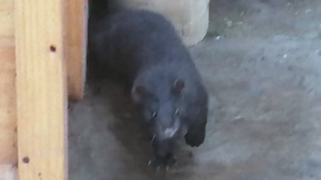 El acecho de un visón tiene nerviosos a un grupo de vecinos de Ancud