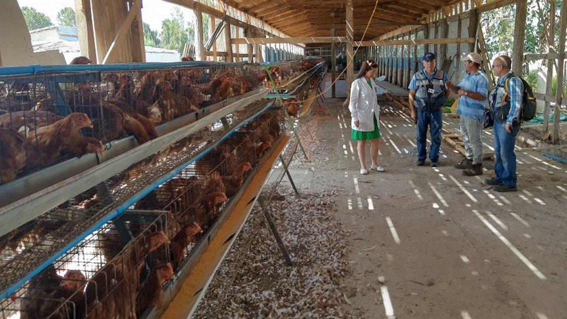 Chillán: Malos olores gatillan sumarios sanitarios contra tres plantas avícolas