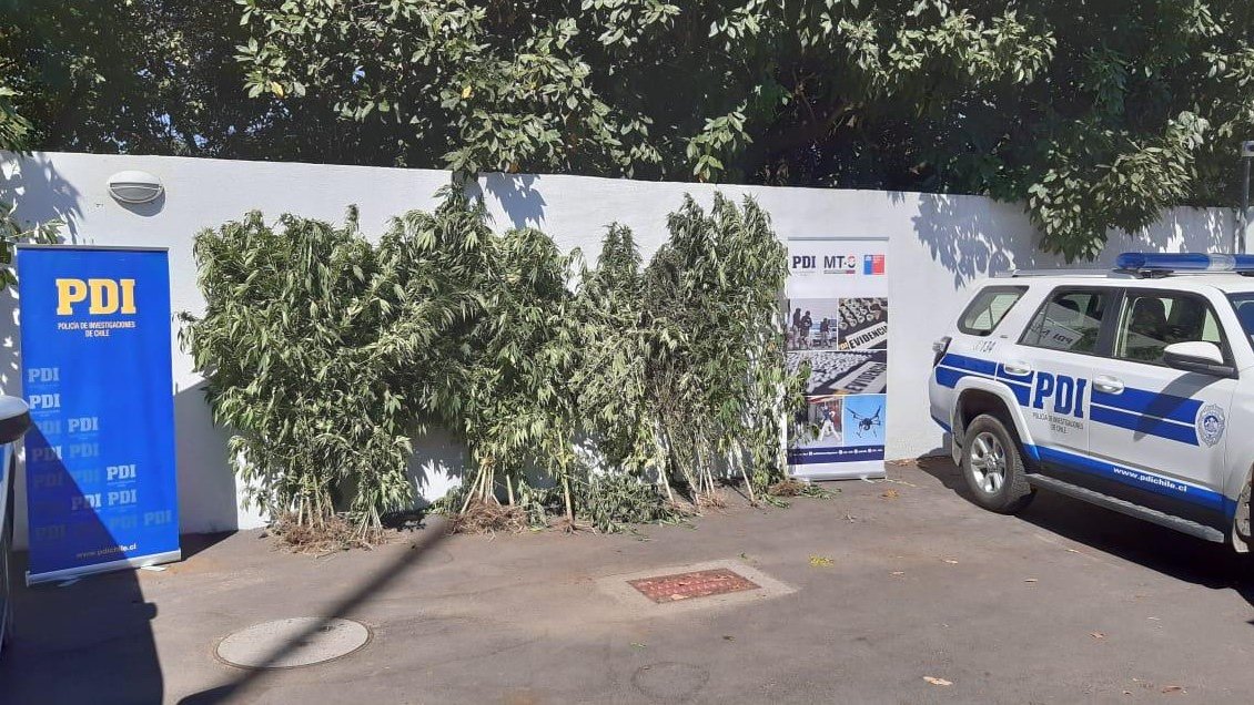 PDI detuvo a sujeto con 48 plantas de cannabis sativa en San Carlos
