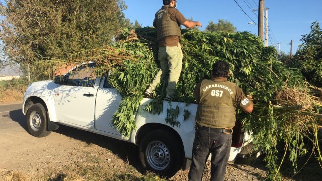 Descubren cultivo de marihuana a 30 metros de la cárcel de Rancagua