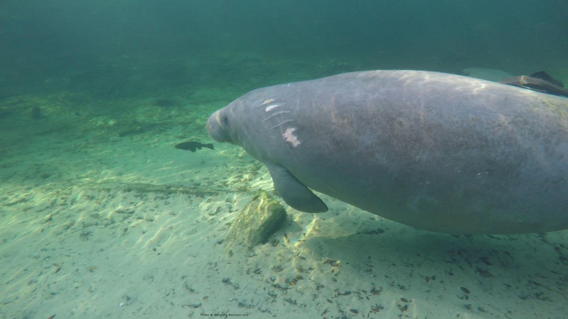 Extinción de pasto marino en Florida está provocando la muerte de cientos de manatíes