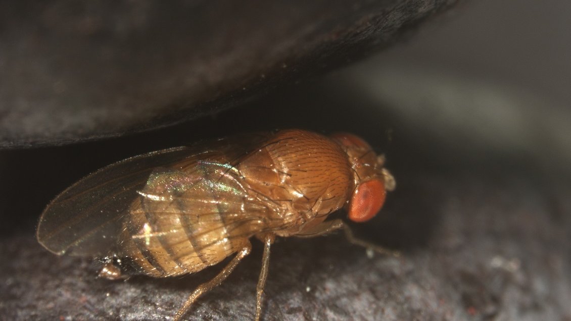 Se detectó plaga de mosca de alas manchadas en Ovalle