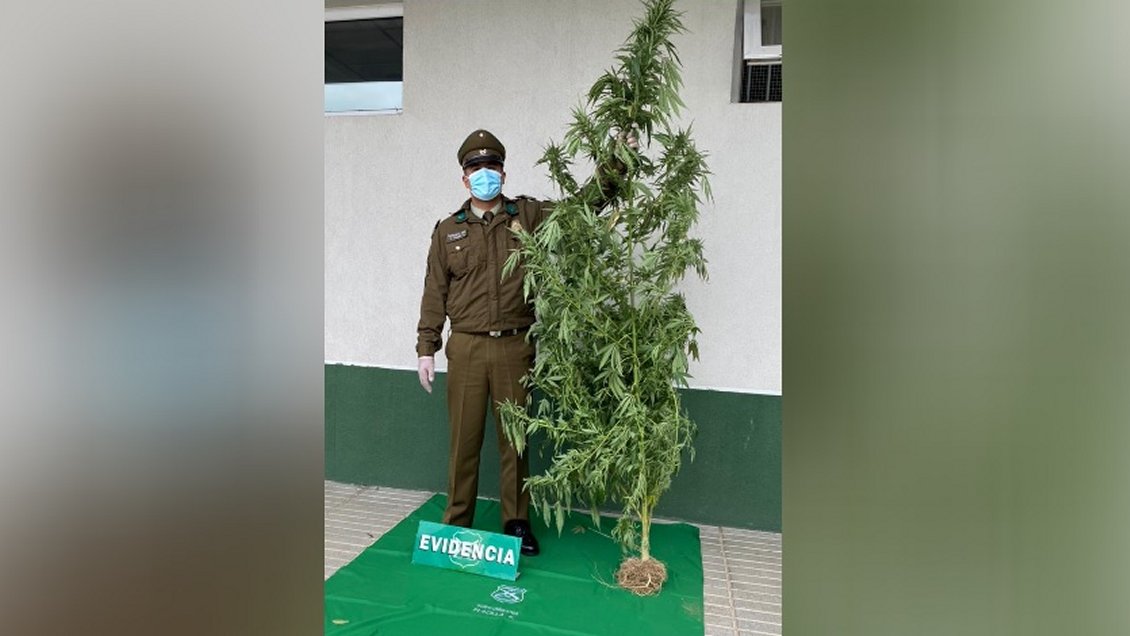 Sin recato: Porteño tenía una planta de marihuana de dos metros en su antejardín