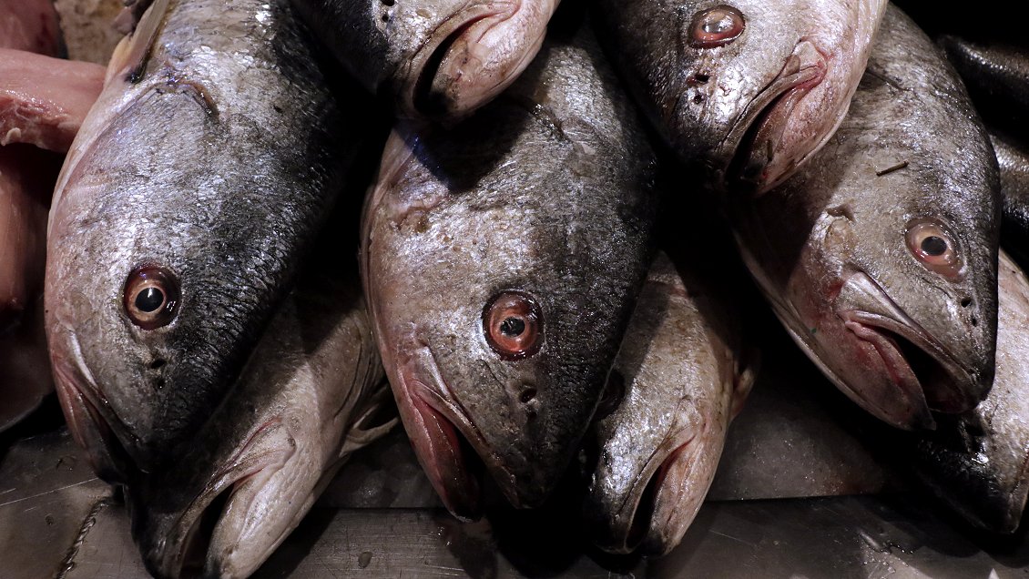 Diputados aprueban en general la prohibición de la pesca de arrastre de la merluza común