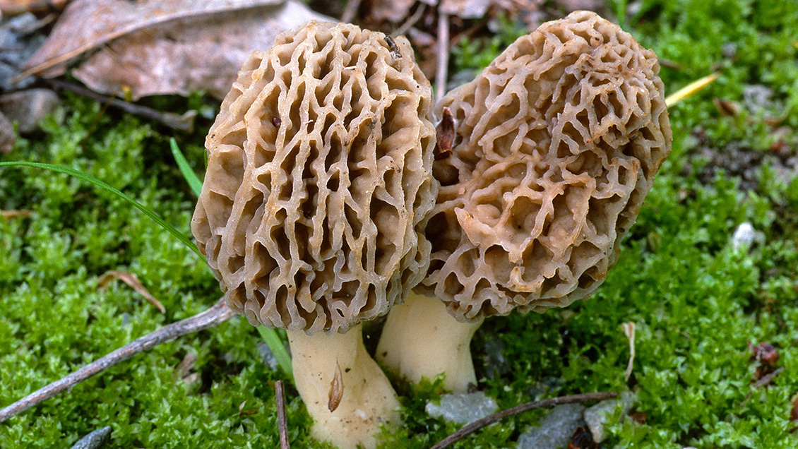 Fungifest, el festival de hongos de Valdivia, tendrá versión online en 2021