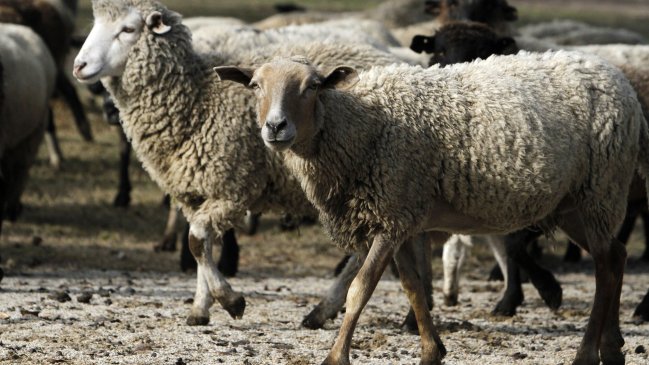 Incendio en galpón dejó varias ovejas muertas en Lago Ranco