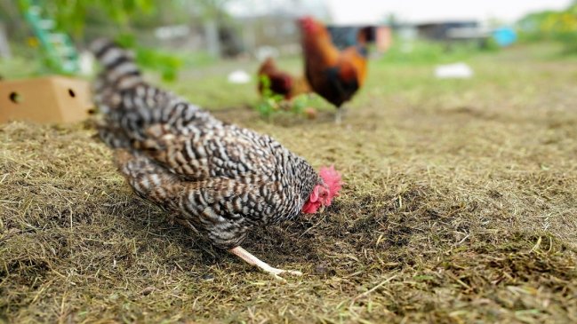 Multan a concejala UDI por circular sin permiso mientras regalaba gallinas en cuarentena