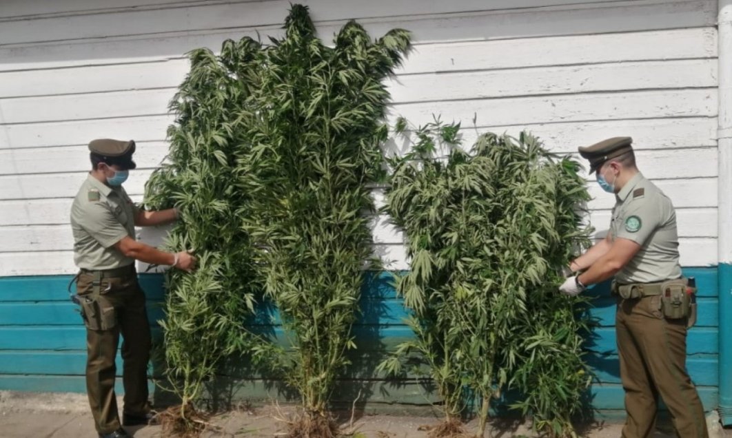 Carabineros detuvo a hombre que mantenía un cultivo ilegal de cannabis en su casa en Bulnes