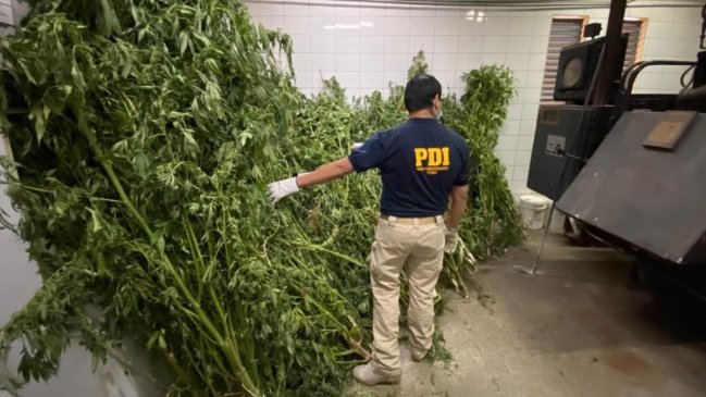 Plan Cannabis 2021: PDI incautó más de mil plantas con apoyo aéreo policial en Ñuble