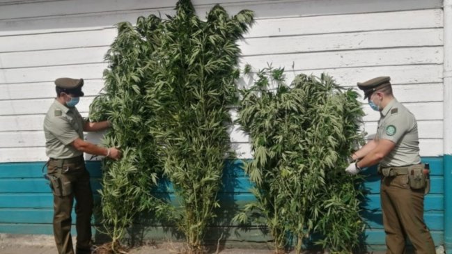 Carabineros detuvo a hombre que mantenía un cultivo ilegal de cannabis en su casa en Bulnes