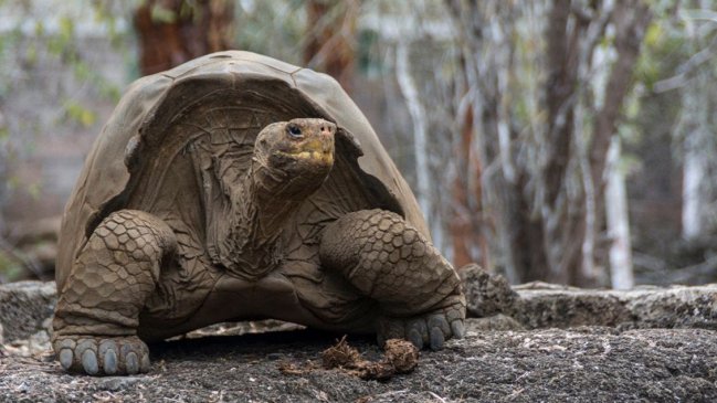 Hallan 185 bebés de tortugas gigantes en equipaje en aeropuerto de Galápagos