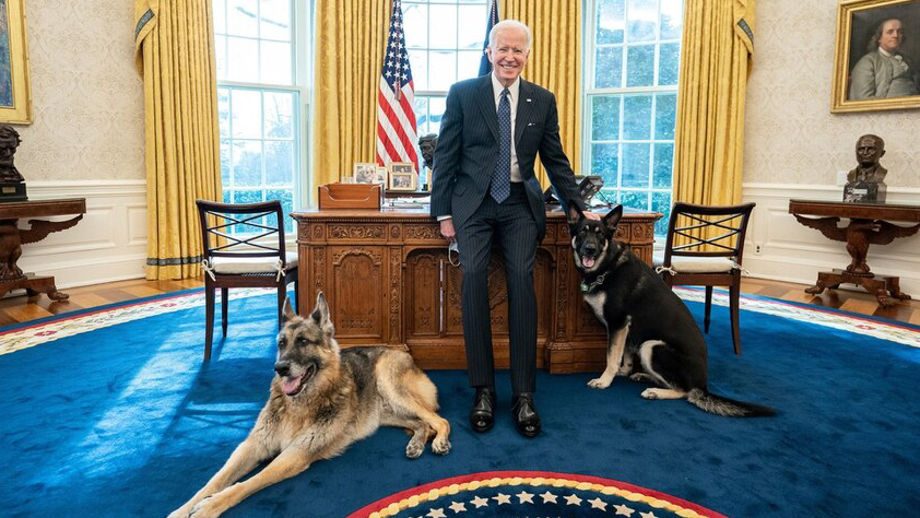 Uno de los perros de Biden volvió a morder a una persona en la Casa Blanca