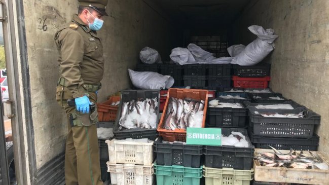 Previo a Semana Santa, decomisan más de 15 toneladas de merluza en O'Higgins
