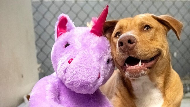 Perrito callejero intentó 