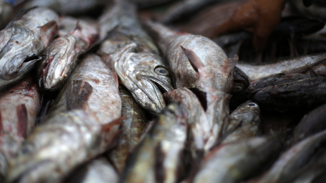 Más de 1.600 kilos de merluza fueron decomisados en la Región de Ñuble