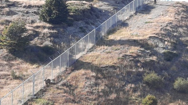 Un huemul apareció en Punta Arenas y era acechado por perros de la calle