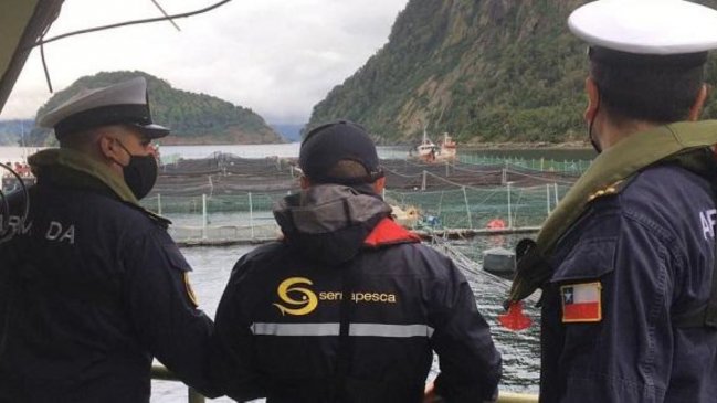 Más de 1.600 toneladas: masiva mortandad de salmones preocupa en Aysén