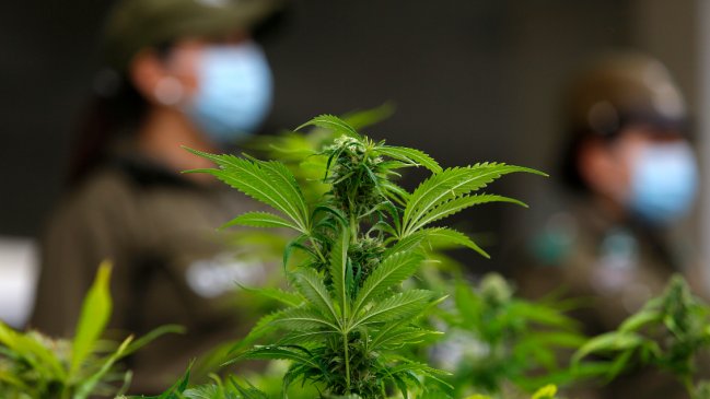 Carabinero fue detenido por robar marihuana de un decomiso en San Pedro de la Paz