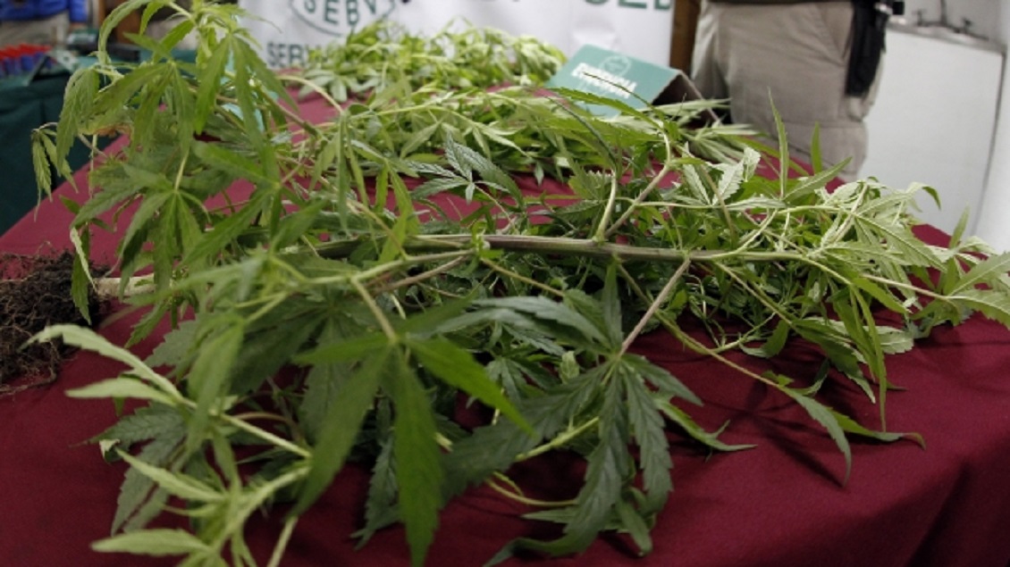 Molina: Sin vergüenza y en cuarentena, sujeto caminaba con dos matas de marihuana en la calle