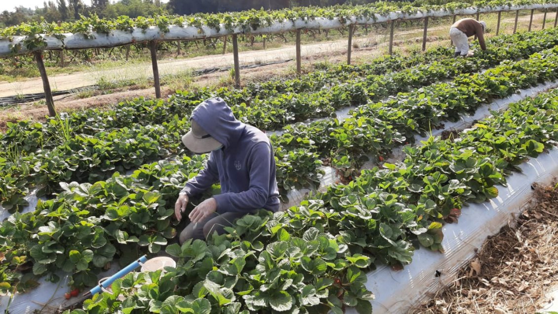 Empresa Agrozzi tiene brotes Covid en sus plantas de Sagrada Familia y Teno
