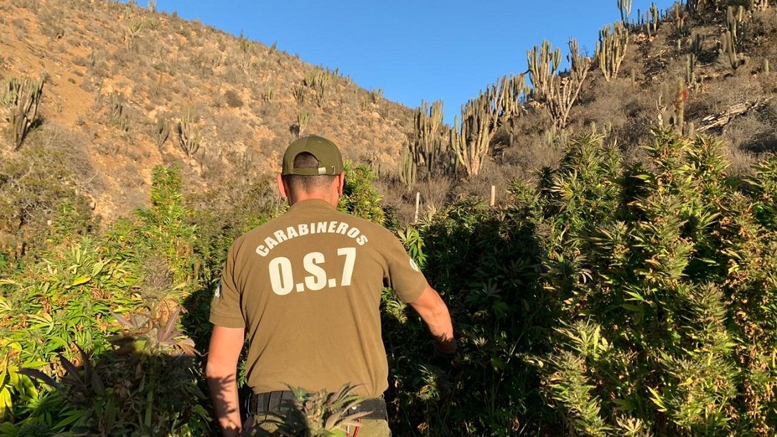 Denuncia ciudadana permitió decomisar más de 860 mil dosis de marihuana en Ovalle