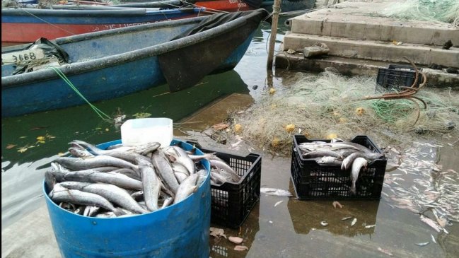 Pescador sorprendió regalando toda su captura de merluza en Constitución