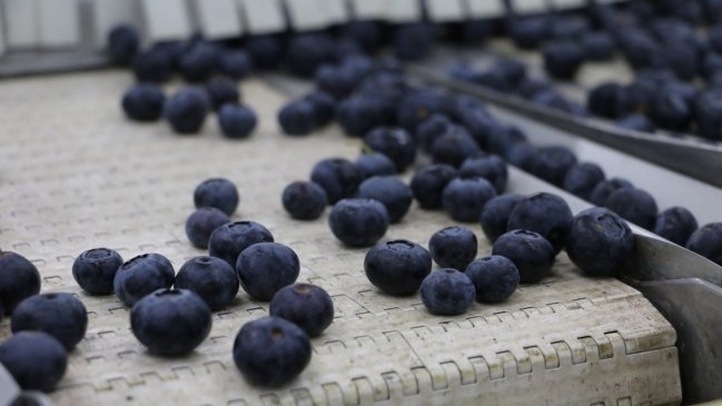 Ñuble aumentó un 46 por ciento sus exportaciones durante el primer trimestre de este año