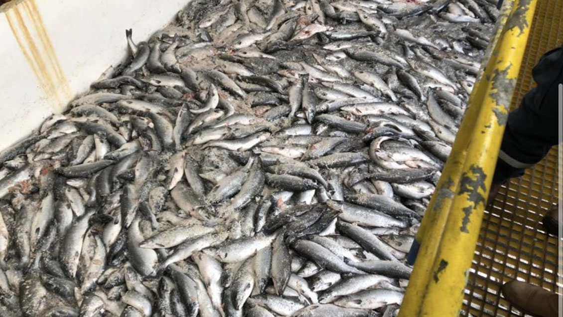 Sujetos robaron cargamento de salmón contaminado en Talcahuano