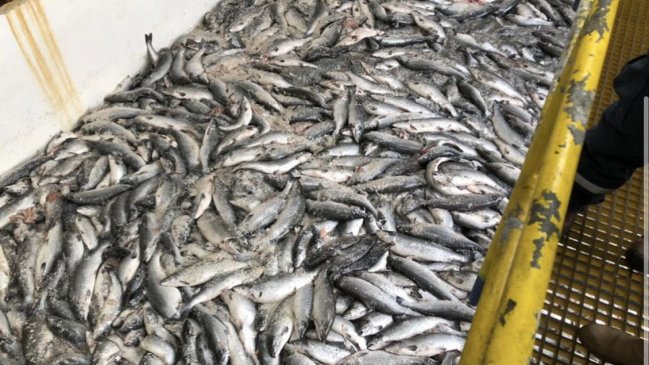 Sujetos robaron cargamento de salmón contaminado en Talcahuano