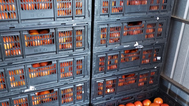 Nueva tecnología permite aumento en la producción de tomates en La Araucanía