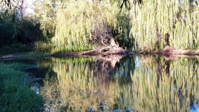 Agua volvió al caudal del Río Cauquenes tras fiscalización y fin de la temporada de riego de viñas