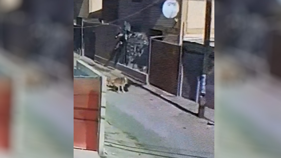 Dueños de dos perros fueron formalizados por ataque a transeúnte en Copiapó