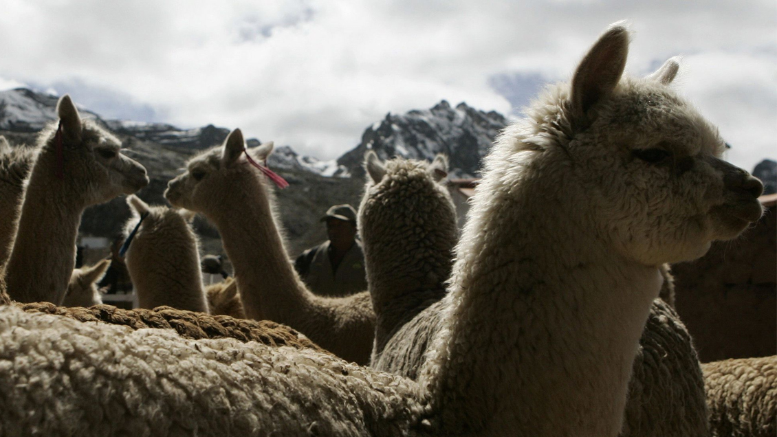 Hallazgo chileno: Anticuerpo de la alpaca combate variantes brasileña, británica y sudafricana de Covid-19