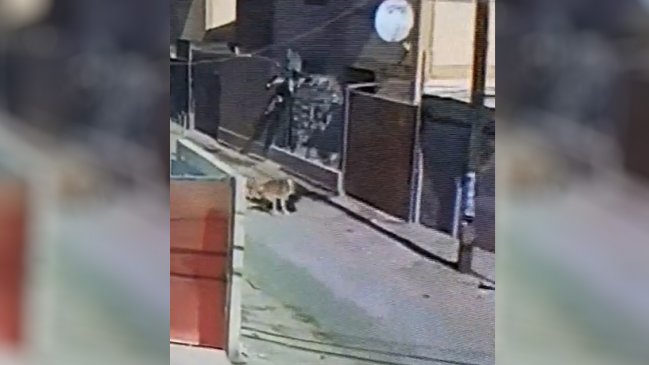 Dueños de dos perros fueron formalizados por ataque a transeúnte en Copiapó