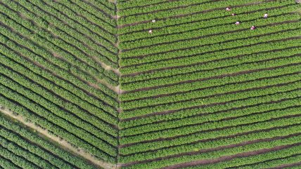 China, Francia y Alemania mantendrán mañana una cumbre virtual sobre el clima